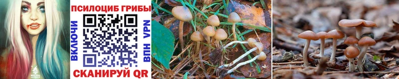 закладка  блэк спрут маркетплейс  Псилоцибиновые грибы Cubensis  Владивосток 